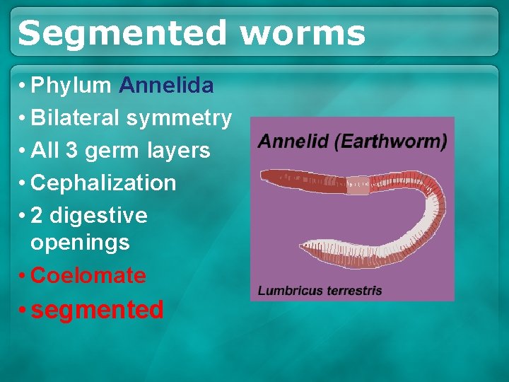 Segmented worms • Phylum Annelida • Bilateral symmetry • All 3 germ layers • Segmented worms • Phylum Annelida • Bilateral symmetry • All 3 germ layers •