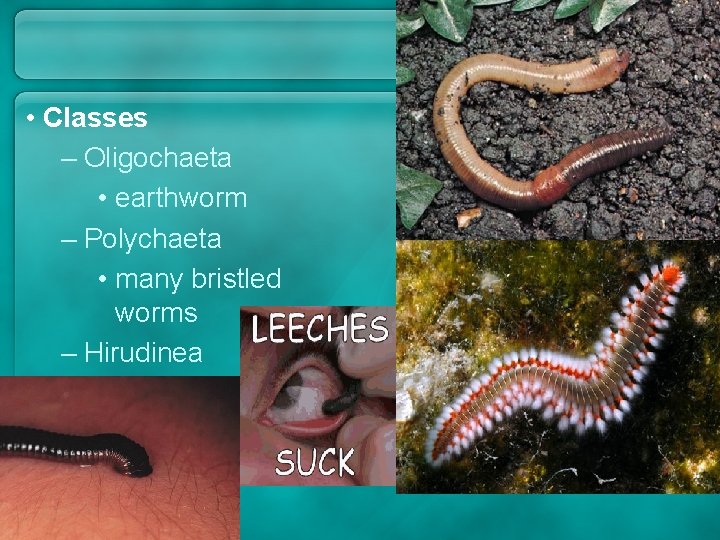 • Classes – Oligochaeta • earthworm – Polychaeta • many bristled worms – • Classes – Oligochaeta • earthworm – Polychaeta • many bristled worms –