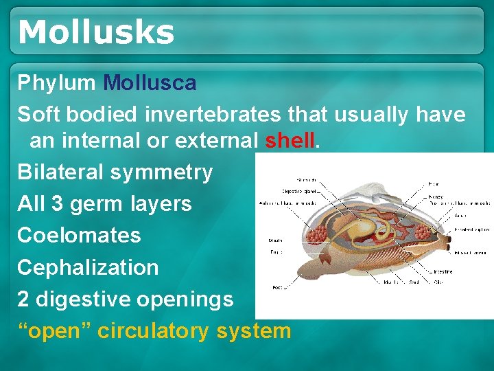Mollusks Phylum Mollusca Soft bodied invertebrates that usually have an internal or external shell. Mollusks Phylum Mollusca Soft bodied invertebrates that usually have an internal or external shell.