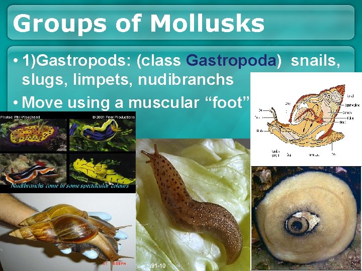 Groups of Mollusks • 1)Gastropods: (class Gastropoda) snails, slugs, limpets, nudibranchs • Move using Groups of Mollusks • 1)Gastropods: (class Gastropoda) snails, slugs, limpets, nudibranchs • Move using