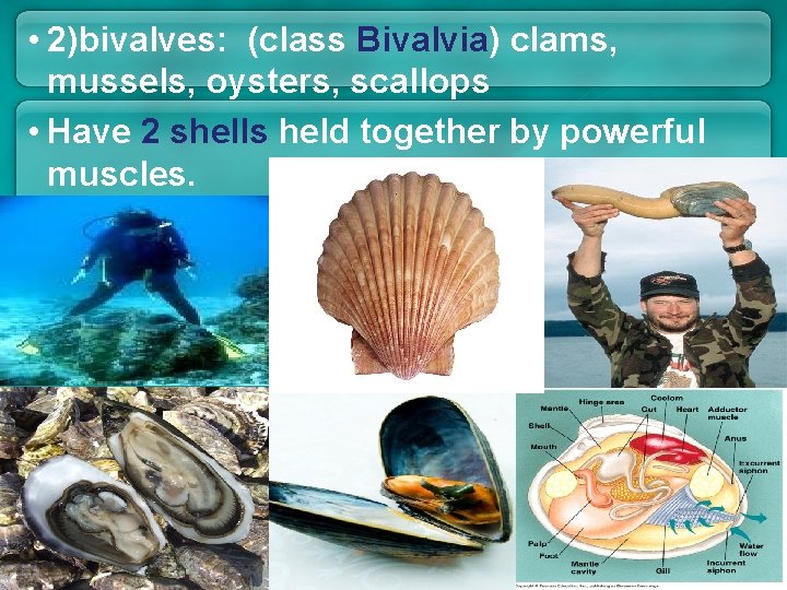 • 2)bivalves: (class Bivalvia) clams, mussels, oysters, scallops • Have 2 shells held • 2)bivalves: (class Bivalvia) clams, mussels, oysters, scallops • Have 2 shells held