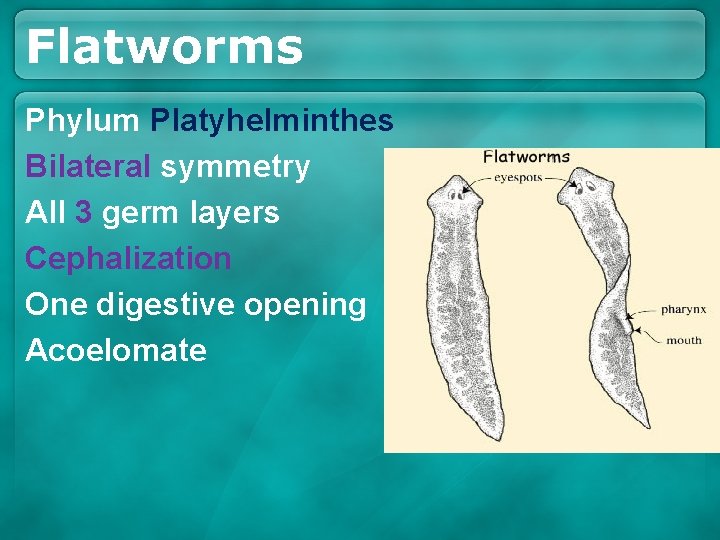 Flatworms Phylum Platyhelminthes Bilateral symmetry All 3 germ layers Cephalization One digestive opening Acoelomate Flatworms Phylum Platyhelminthes Bilateral symmetry All 3 germ layers Cephalization One digestive opening Acoelomate