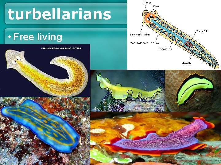 turbellarians • Free living turbellarians • Free living