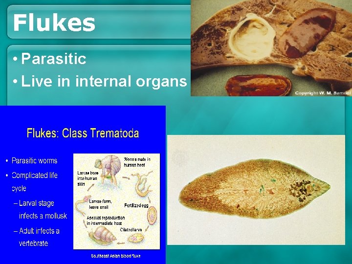 Flukes • Parasitic • Live in internal organs Flukes • Parasitic • Live in internal organs