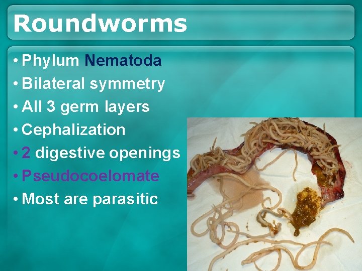 Roundworms • Phylum Nematoda • Bilateral symmetry • All 3 germ layers • Cephalization Roundworms • Phylum Nematoda • Bilateral symmetry • All 3 germ layers • Cephalization