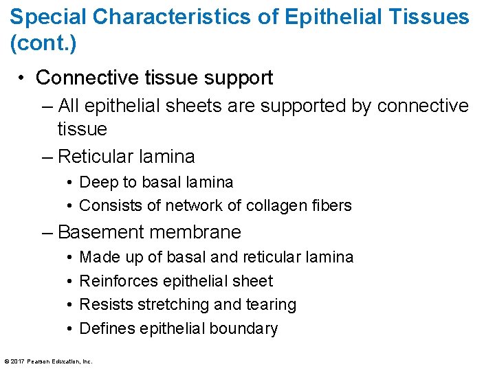 Special Characteristics of Epithelial Tissues (cont. ) • Connective tissue support – All epithelial