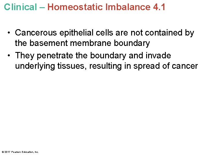 Clinical – Homeostatic Imbalance 4. 1 • Cancerous epithelial cells are not contained by
