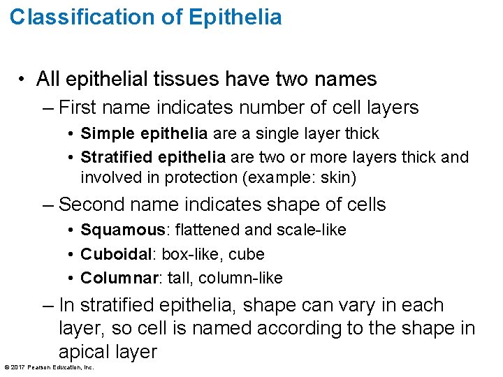 Classification of Epithelia • All epithelial tissues have two names – First name indicates