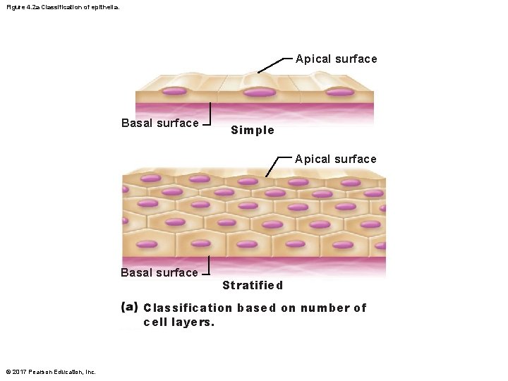 Figure 4. 2 a Classification of epithelia. Apical surface Basal surface Simple Apical surface