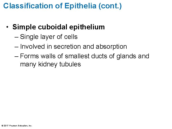 Classification of Epithelia (cont. ) • Simple cuboidal epithelium – Single layer of cells