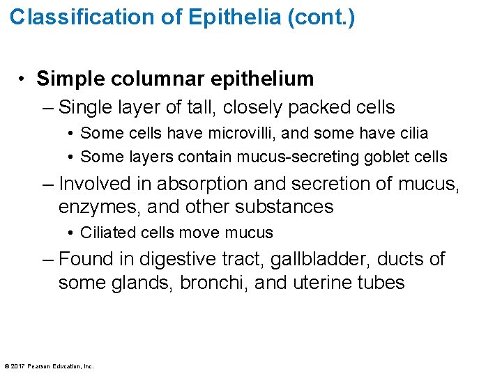 Classification of Epithelia (cont. ) • Simple columnar epithelium – Single layer of tall,