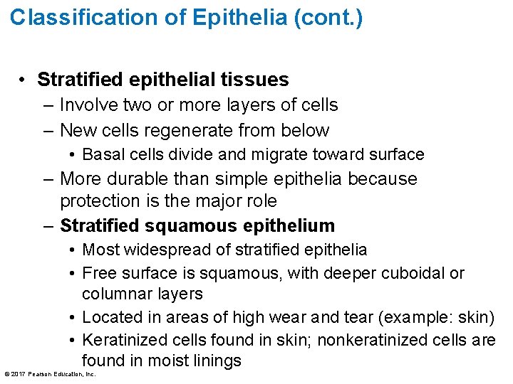 Classification of Epithelia (cont. ) • Stratified epithelial tissues – Involve two or more