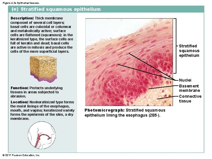 Figure 4. 3 e Epithelial tissues. Stratified squamous epithelium Description: Thick membrane composed of