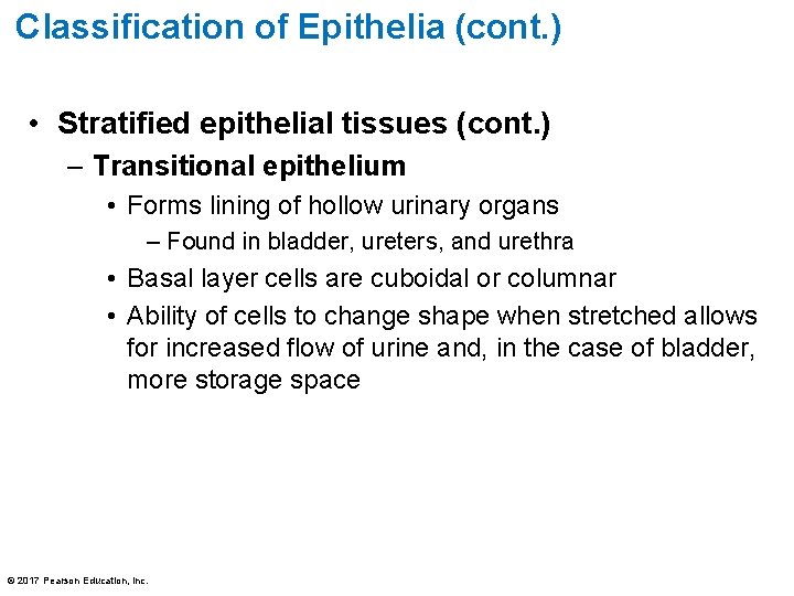 Classification of Epithelia (cont. ) • Stratified epithelial tissues (cont. ) – Transitional epithelium
