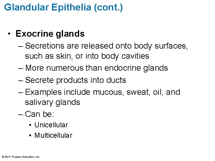 Glandular Epithelia (cont. ) • Exocrine glands – Secretions are released onto body surfaces,