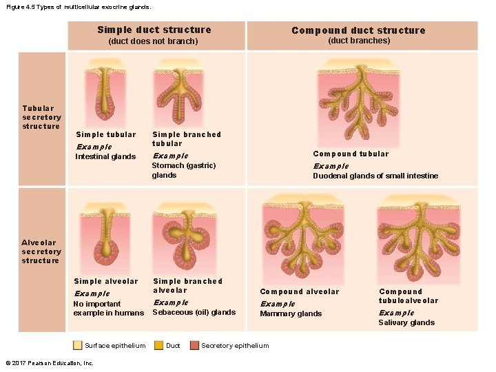 Figure 4. 5 Types of multicellular exocrine glands. Simple duct structure Compound duct structure