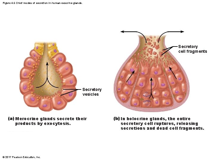 Figure 4. 6 Chief modes of secretion in human exocrine glands. Secretory cell fragments