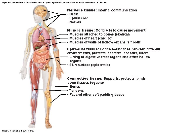 Figure 4. 1 Overview of four basic tissue types: epithelial, connective, muscle, and nervous