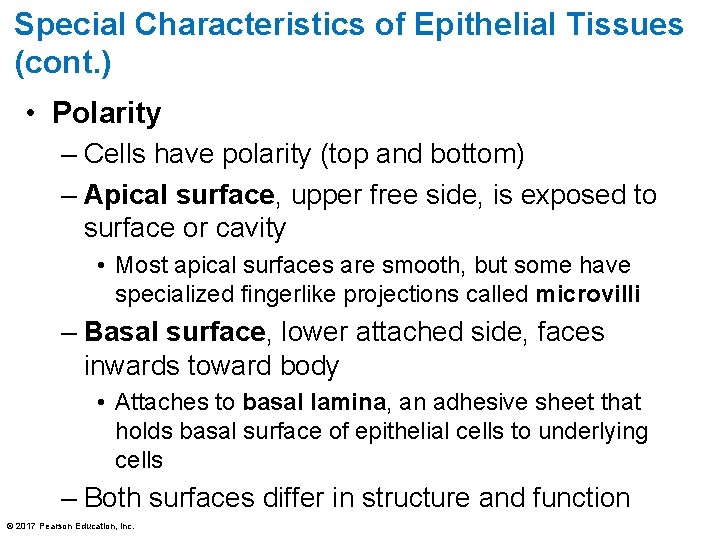 Special Characteristics of Epithelial Tissues (cont. ) • Polarity – Cells have polarity (top