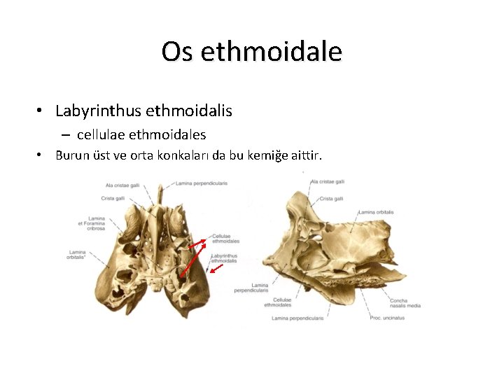 Os ethmoidale • Labyrinthus ethmoidalis – cellulae ethmoidales • Burun üst ve orta konkaları