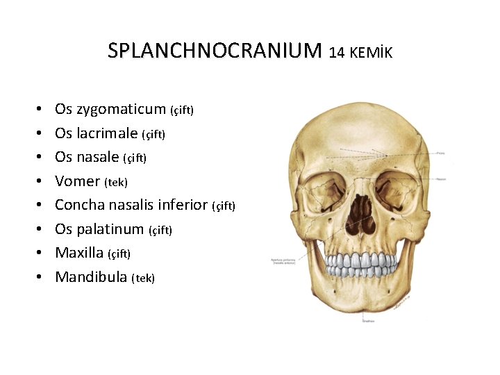 SPLANCHNOCRANIUM 14 KEMİK • • Os zygomaticum (çift) Os lacrimale (çift) Os nasale (çift)