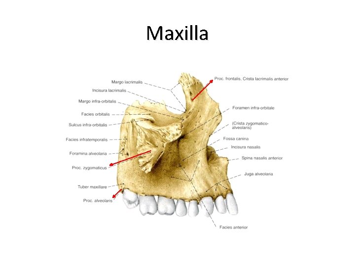 Maxilla 