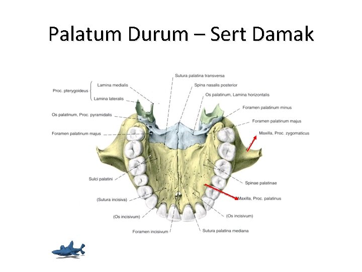 Palatum Durum – Sert Damak 