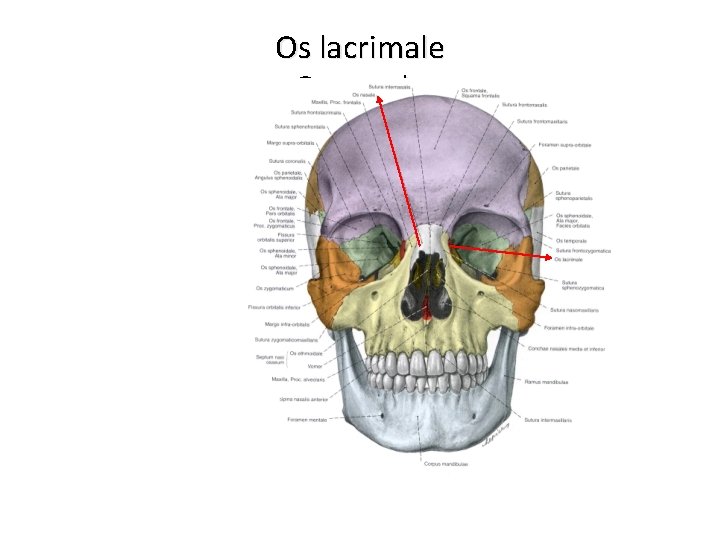 Os lacrimale Os nasale 