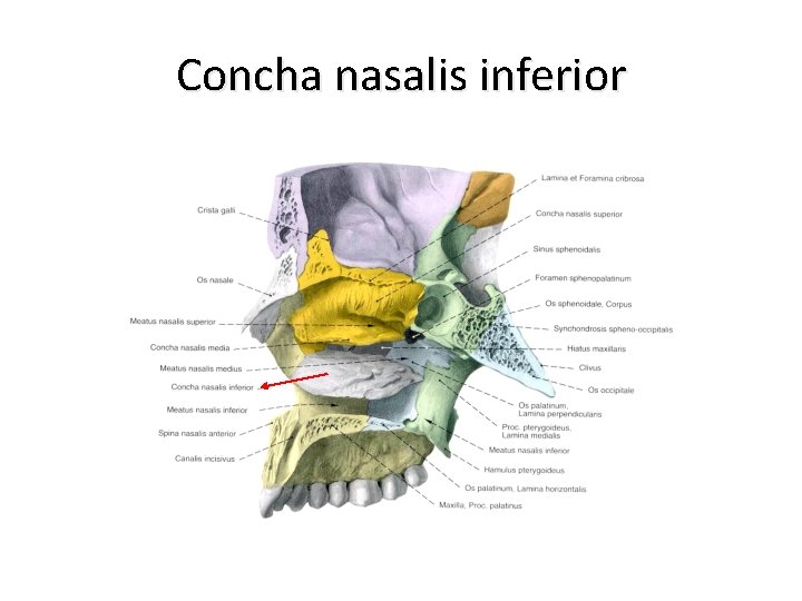 Concha nasalis inferior 