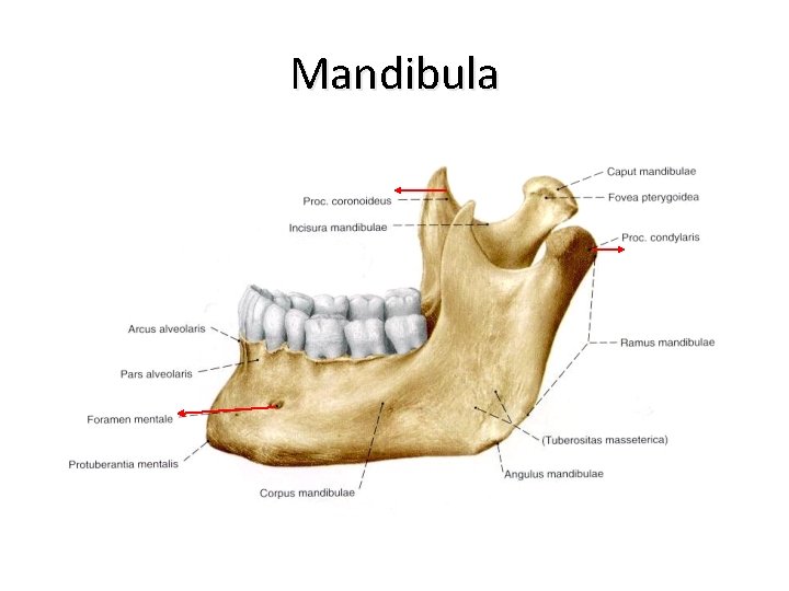 Mandibula 