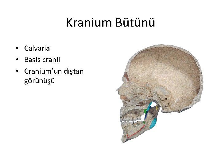 Kranium Bütünü • Calvaria • Basis cranii • Cranium’un dıştan görünüşü 