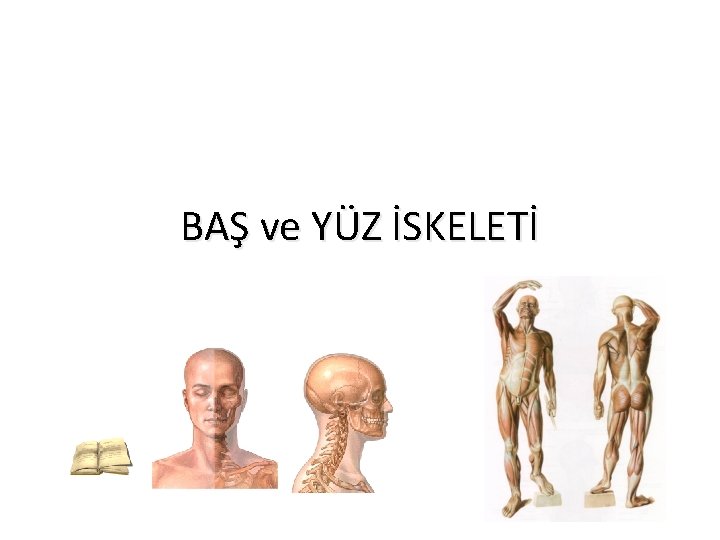 BAŞ ve YÜZ İSKELETİ 