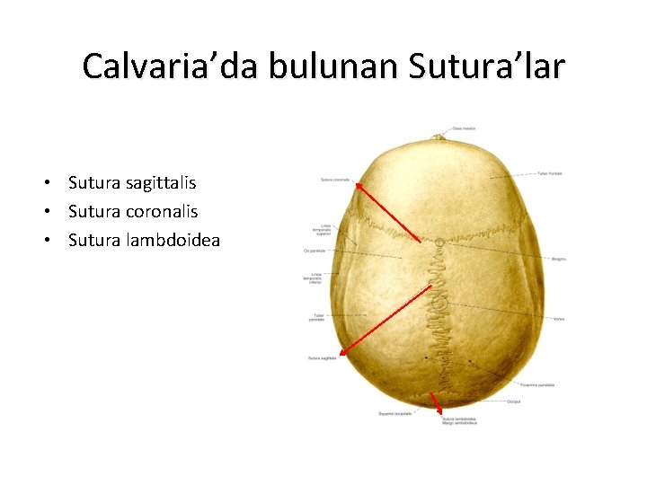 Calvaria’da bulunan Sutura’lar • Sutura sagittalis • Sutura coronalis • Sutura lambdoidea 