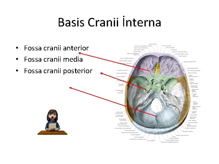 Basis Cranii İnterna • Fossa cranii anterior • Fossa cranii media • Fossa cranii