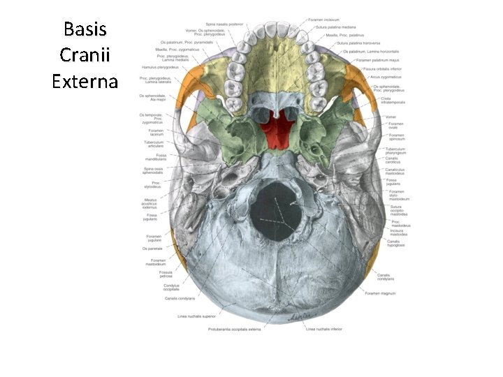 Basis Cranii Externa 