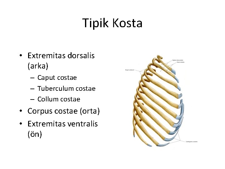 Tipik Kosta • Extremitas dorsalis (arka) – Caput costae – Tuberculum costae – Collum