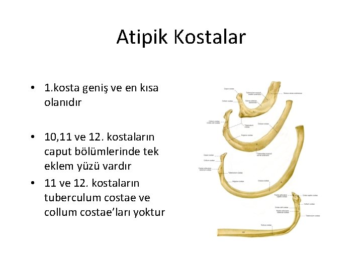 Atipik Kostalar • 1. kosta geniş ve en kısa olanıdır • 10, 11 ve