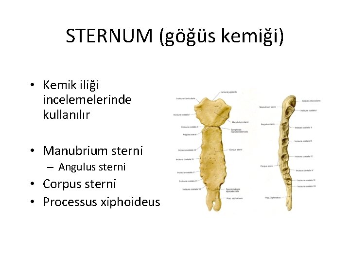 STERNUM (göğüs kemiği) • Kemik iliği incelemelerinde kullanılır • Manubrium sterni – Angulus sterni