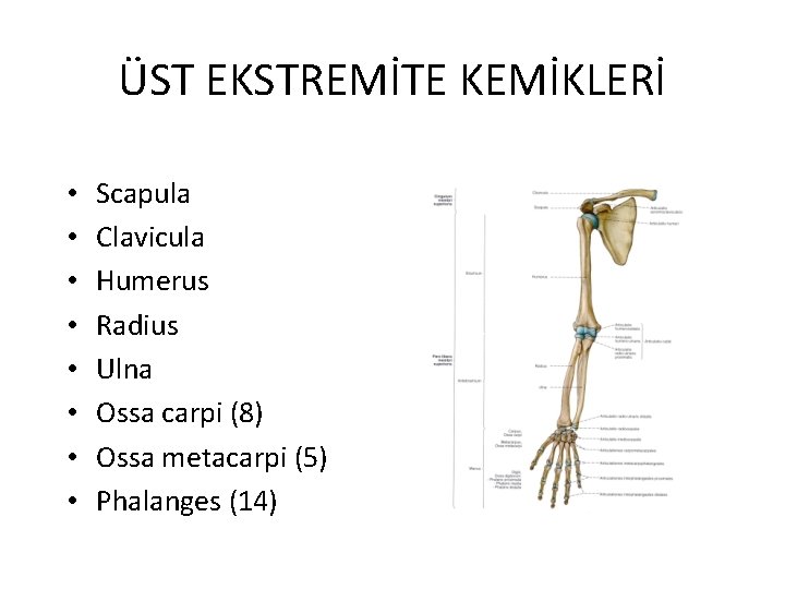 ÜST EKSTREMİTE KEMİKLERİ • • Scapula Clavicula Humerus Radius Ulna Ossa carpi (8) Ossa