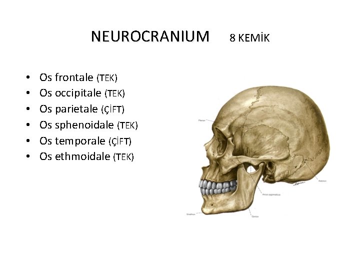 NEUROCRANIUM • • • Os frontale (TEK) Os occipitale (TEK) Os parietale (ÇİFT) Os