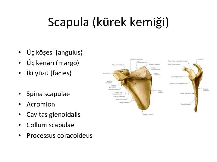 Scapula (kürek kemiği) • Üç köşesi (angulus) • Üç kenarı (margo) • İki yüzü