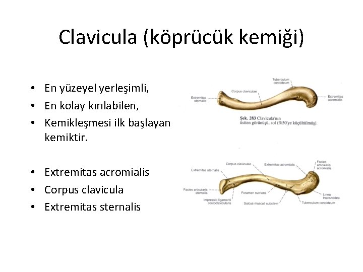 Clavicula (köprücük kemiği) • En yüzeyel yerleşimli, • En kolay kırılabilen, • Kemikleşmesi ilk