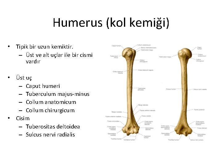 Humerus (kol kemiği) • Tipik bir uzun kemiktir. – Üst ve alt uçlar ile