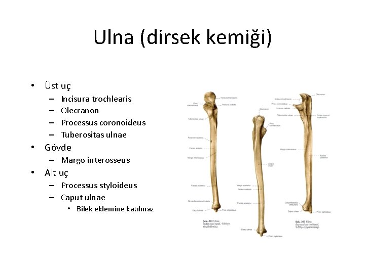 Ulna (dirsek kemiği) • Üst uç – – Incisura trochlearis Olecranon Processus coronoideus Tuberositas