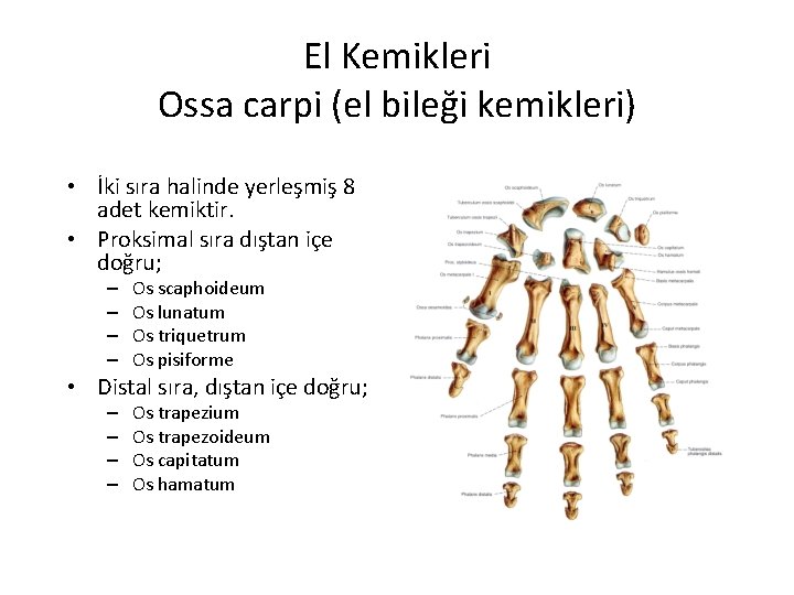 El Kemikleri Ossa carpi (el bileği kemikleri) • İki sıra halinde yerleşmiş 8 adet