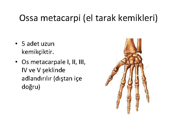 Ossa metacarpi (el tarak kemikleri) • 5 adet uzun kemikçiktir. • Os metacarpale I,