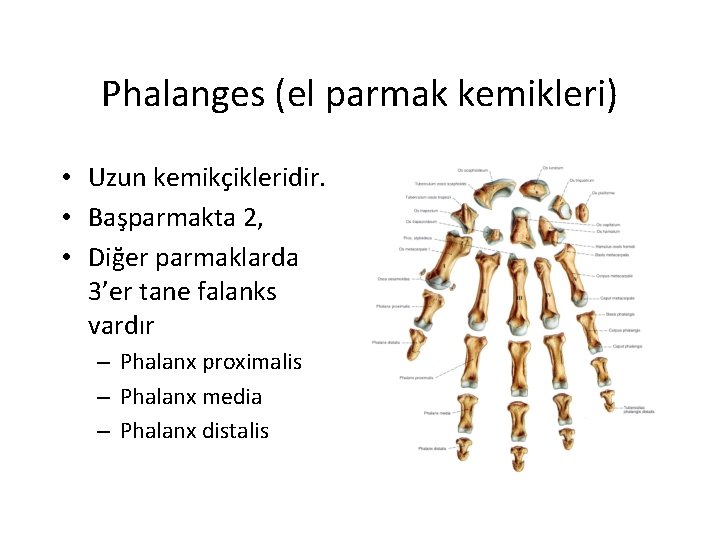 Phalanges (el parmak kemikleri) • Uzun kemikçikleridir. • Başparmakta 2, • Diğer parmaklarda 3’er