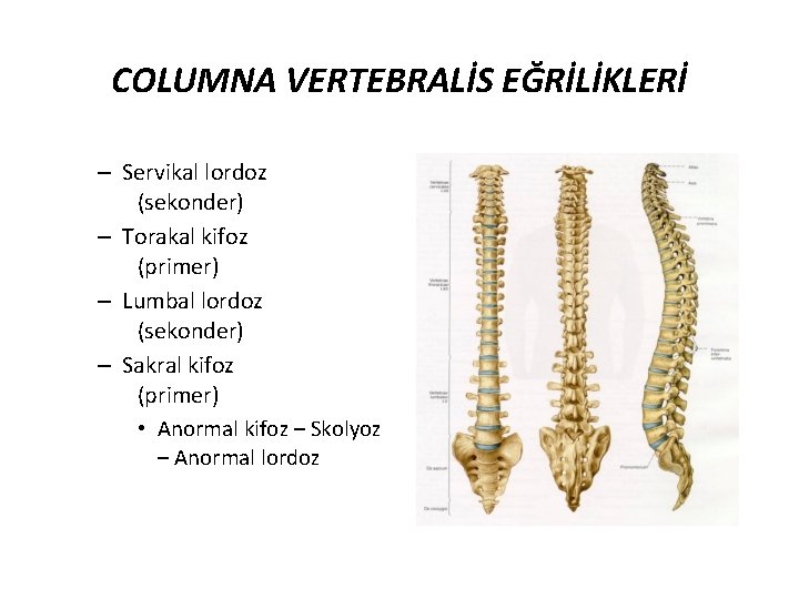 COLUMNA VERTEBRALİS EĞRİLİKLERİ – Servikal lordoz (sekonder) – Torakal kifoz (primer) – Lumbal lordoz