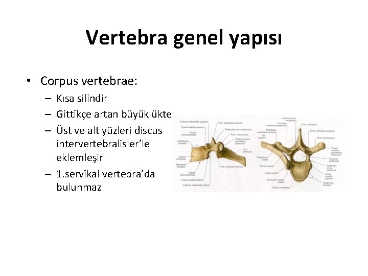 Vertebra genel yapısı • Corpus vertebrae: – Kısa silindir – Gittikçe artan büyüklükte –