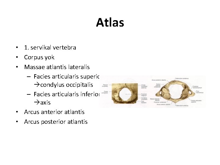 Atlas • 1. servikal vertebra • Corpus yok • Massae atlantis lateralis – Facies